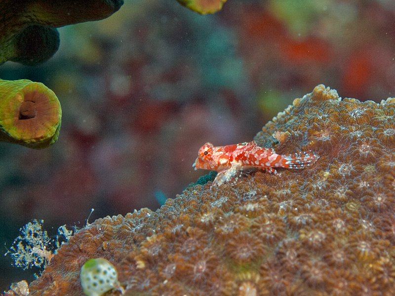 Fish, Rubiah Sea Garden